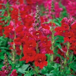 Tall snapdragon - red
