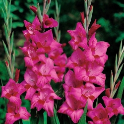 Gladíolo rosa - XXL - pacote de 5 peças - Gladiolus