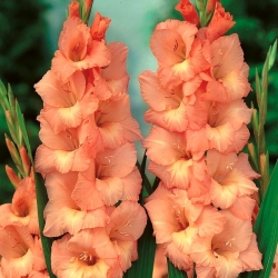 Gladiolus Spic a Span - 5 květinové cibule - Gladiolus Spic and Span