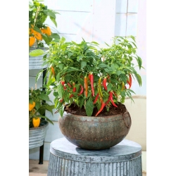 Mini vrt - pekoča paprika - za balkonske in terasne kulture - 