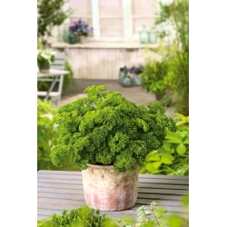 Mini zahrada - petržel s listovým lístkem - pro balkon a terasu - Petroselinum crispum  - semena