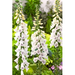 Náprsník - biely kvet; bežný náprstník, náprstník fialový, dámske rukavice - 1800 semien - Digitalis purpurea - semená