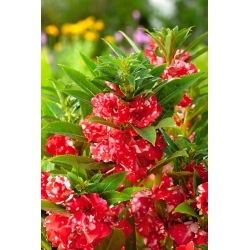 Vrtni balzam "Kaja"; vrtni jewelweed, ružičasti balzam, pjegavi snapweed, touch-me-ne - Impatiens balsamina - sjemenke
