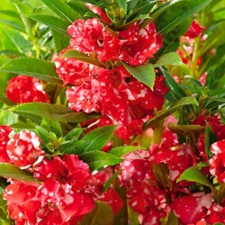 Vrtni balzam "Kaja"; vrtna jewelweed, rose balsam, pikčasti snapweed, touch-me-ne - Impatiens balsamina - semena