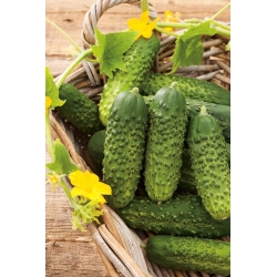 Pickling cucumber "Arko F1" - early variety
