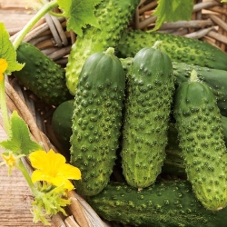 Pickling cucumber "Arko F1" - early variety