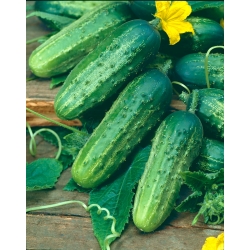 Pickling cucumber "Caezar" - COATED SEEDS