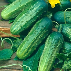 Cucumber "Cezar F1" - field, pickling variety - 175 seeds