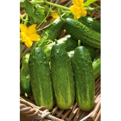 Cucumber "Edmar F1" - pickling, bitterness-free variety for field and greenhouse cultivation - 105 seeds