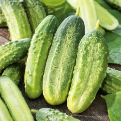 Pickling cucumber 'Kajtek' - early variety, resistant to diseases