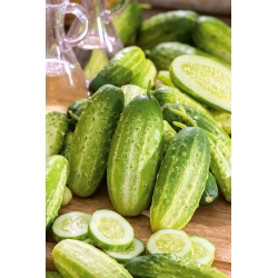 Cucumber "Maksimus" - SEED TAPE