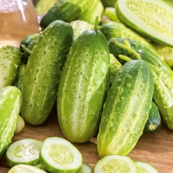 Cucumber 'Maksimus' - early, productive variety