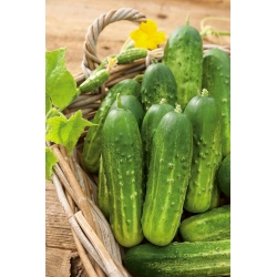 Pickling cucumber "Remiz F1"