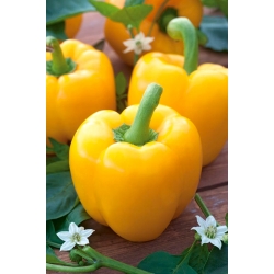 Sweet pepper 'Calipso' - yellow variety recommended for cultivation in low tunnels and on the field