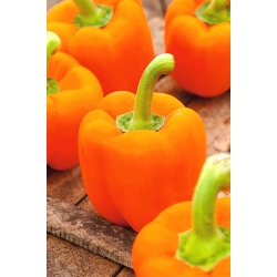 Солодкий перець «Ламія» - сорт помаранчевий для вирощування в тунелях і на полі - Capsicum annuum - Lamia - насіння