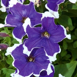 Petuunia Iluzja - sinine - Petunia hyb. multiflora nana - seemned