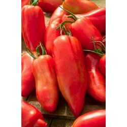 Tomat "Cornabel F1" - tinggi, varietas rumah kaca - 15 biji - Lycopersicon esculentum Mill 