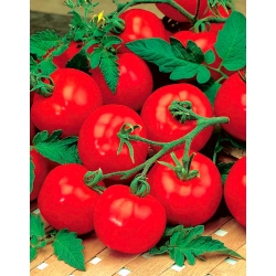 Tomate "Ätna F1" - Zwerg - Freilandtomate