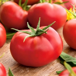 Tomato "Hubal" - pelbagai bidang yang sesuai untuk mengekalkan - Lycopersicon esculentum Mill  - benih