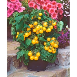 Mini Garden - Sarı kiraz domates - balkon ve teraslarda ekim için -  Lycopersicon esculentum - tohumlar