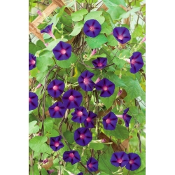 Spoločná sláva "dedko Ott"; vysoká sláva, fialová sláva - 80 semien - Ipomea purpurea - semená
