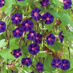 Ipomea purpurea - 80 sėklos - Grandpa Ott's