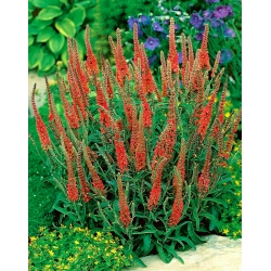 Veronica, Speedwell Červená - květinové cibulky / hlíza / kořen - Veronica spicata