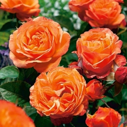 Trandafir arbust - portocaliu - răsărit în ghiveci - 