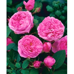 Грмље ружа - садница са ружичастим биљем - 