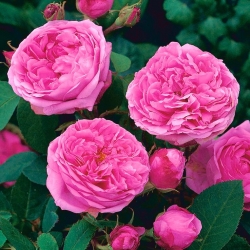 Grm ruža - ružičasto sadnica u saksiji - 