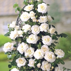 Memanjat bunga mawar - putih - bunga pot - 