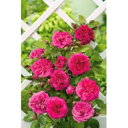 Rosa trepadora - rosa oscuro - plántulas en maceta - 