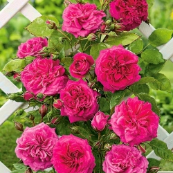 Plezalna vrtnica - temno roza - lončnica - 