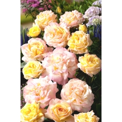 Lezecká ruža - citrónovo žltá - ružová - sadenice v kvetináči - 