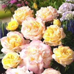 Катереща роза - лимоненожълто - розово - саксиен разсад - 