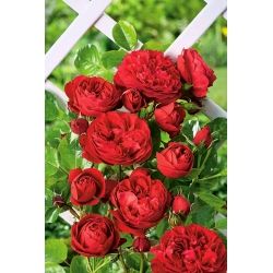 Rosa trepadora - rojo - plántulas en maceta - 