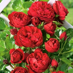 Катереща роза - разсад в червено гърне - 