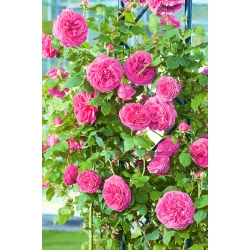 Penjačka ruža - ružičasti sadnica u saksiji - 