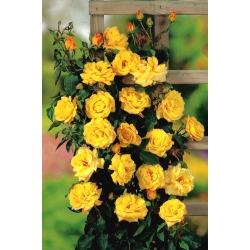 Climbing rose - yellow - potted seedling