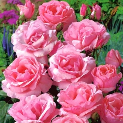 Garden multi-flower rose - pink - potted seedling