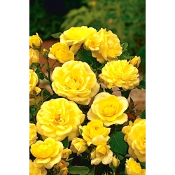 Trandafir multi-flori de gradina - galben - răsad în ghiveci - 