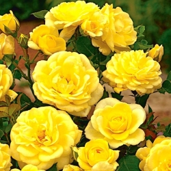 Puutarhan monikukkainen ruusu - keltainen - ruukkukasvi - 