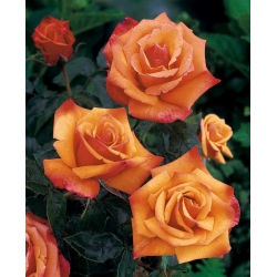 Trandafir multi-flori de gradina - galben-portocaliu - răsad în ghiveci - 