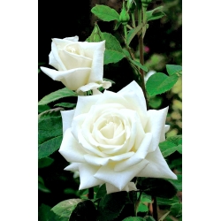 Mawar yang besar berbunga - putih - anak pokok pasu - 