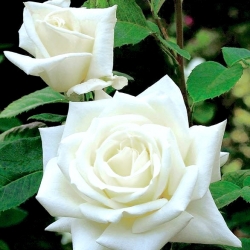 Ружа са великим цвјетовима - садница у бијелом саксији - 