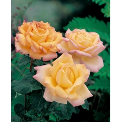 Ружа са великим цвјетовима - лимун-жуто-ружичаста - садница у саксији - 