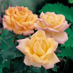 Veľkokvetá ruža - citrónovo žltá-ružová - kvetináče v kvetináči - 