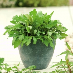 Mini Garden - Arugula - for cultivation on balconies and terraces; rocket