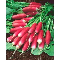萝卜“Mila” - 红色，白色尖端 -  850粒种子 - Raphanus sativus L. - 種子