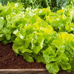 Butterhead lettuce "Edyta Ozarowska" - large and vividly green - 900 seeds